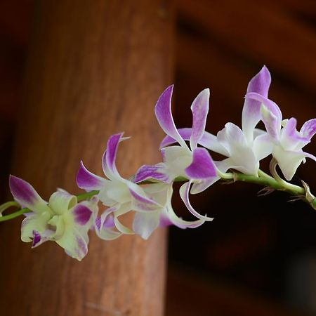 Botanic Garden Villas ฮอยอัน ภายนอก รูปภาพ