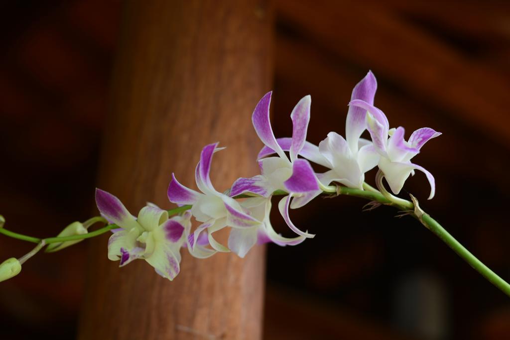 Botanic Garden Villas ฮอยอัน ภายนอก รูปภาพ