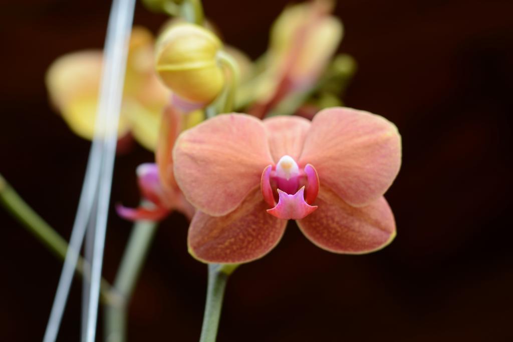 Botanic Garden Villas ฮอยอัน ภายนอก รูปภาพ