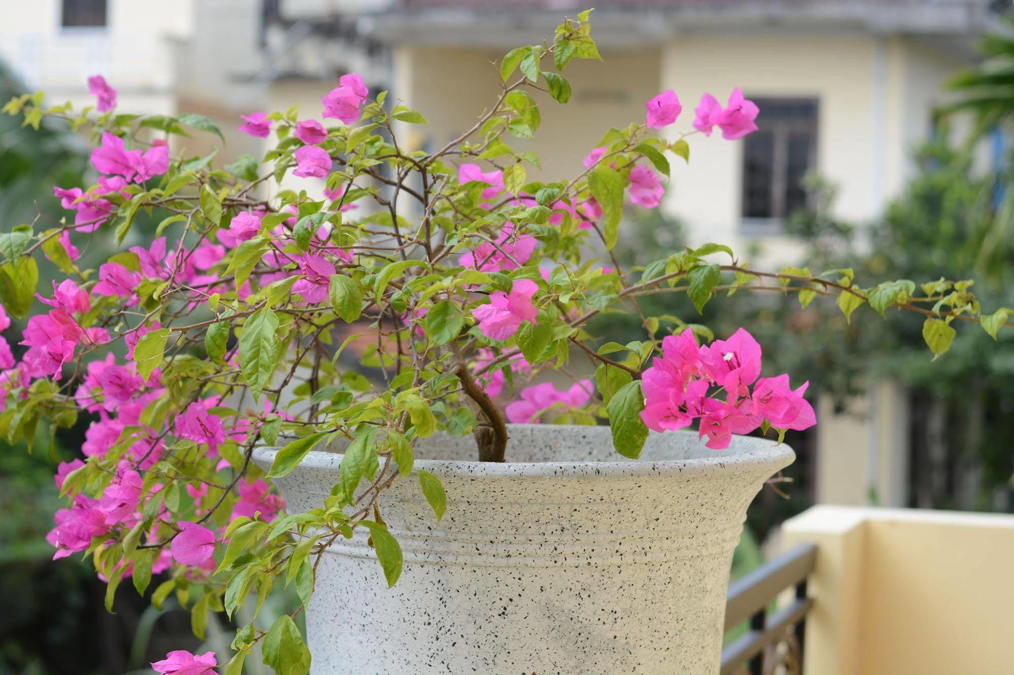 Botanic Garden Villas ฮอยอัน ภายนอก รูปภาพ