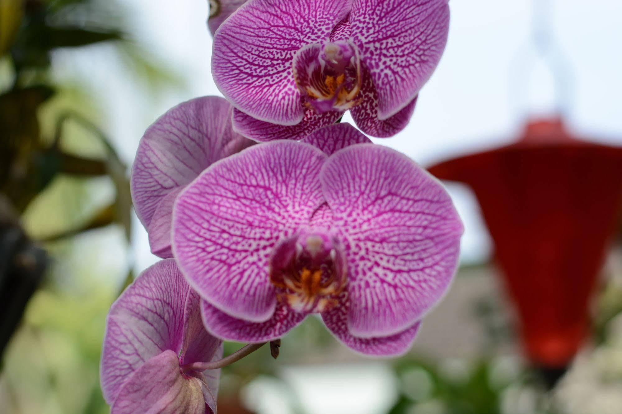 Botanic Garden Villas ฮอยอัน ภายนอก รูปภาพ